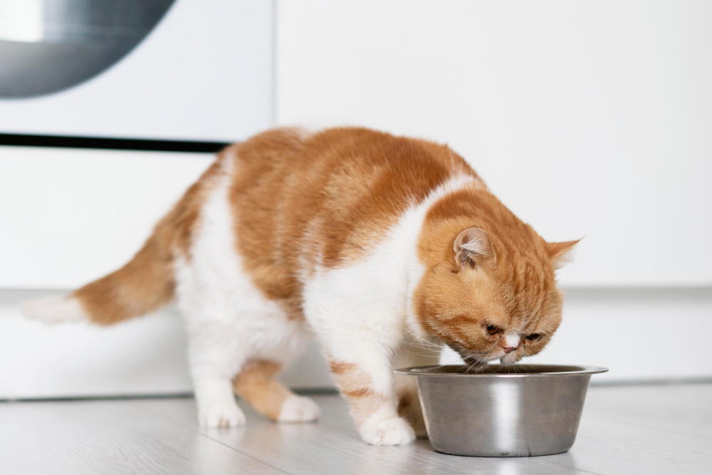 cat drinking from bowl 1 cat drinking from bowl 1