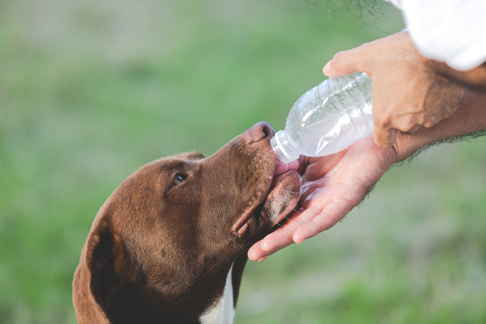 www.lateteradearganda.es 6 Infusiones que pueden tomar nuestras mascotas www.lateteradearganda.es owner gave dogs the water from bottle to drink 1